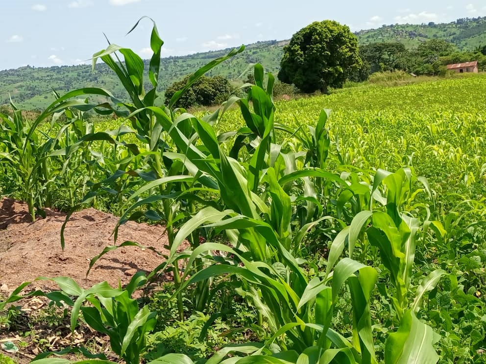 Agricultural Land for sale in Kakumilo Mubende