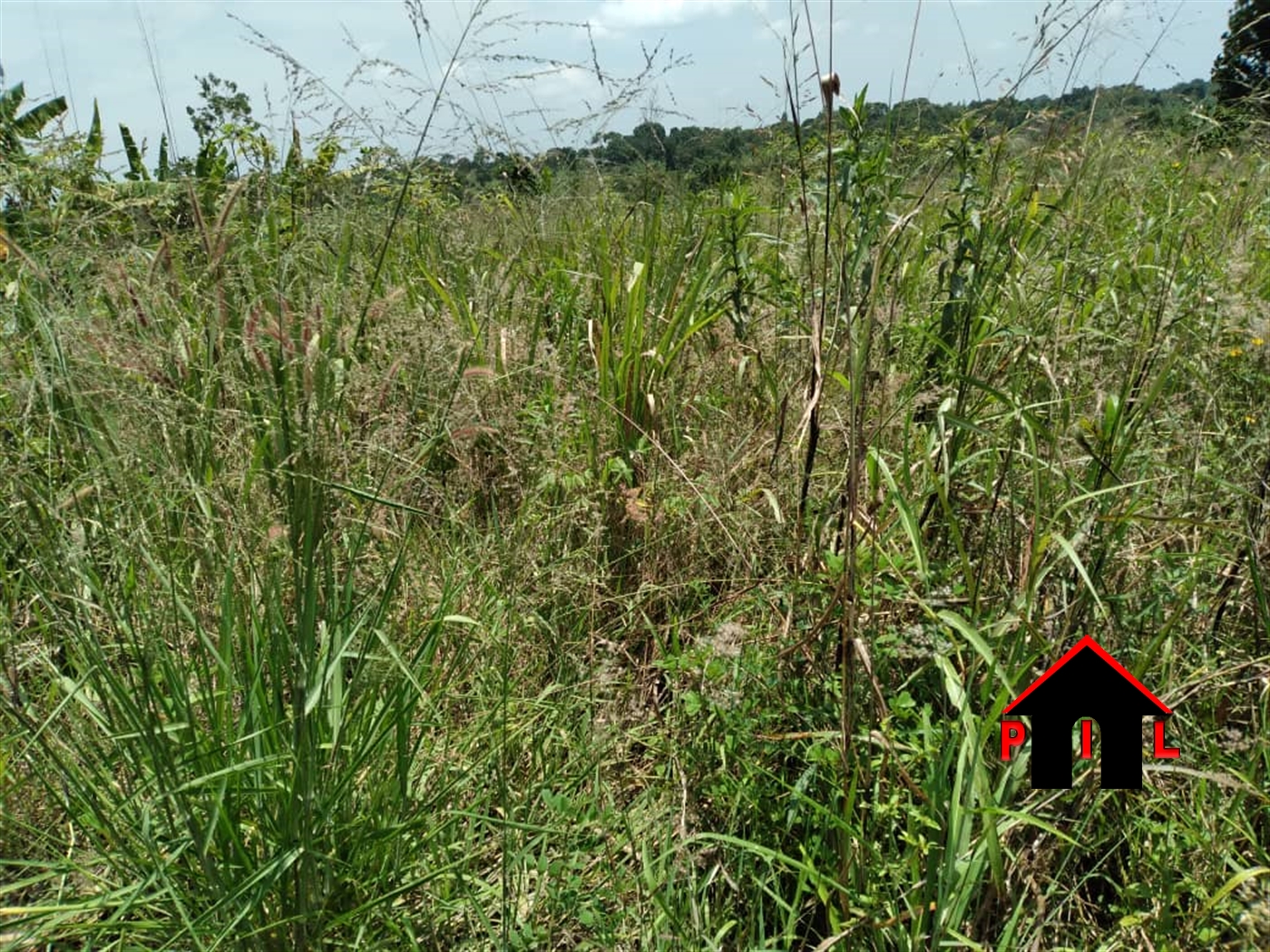 Agricultural Land for sale in Ziloobwe Luweero