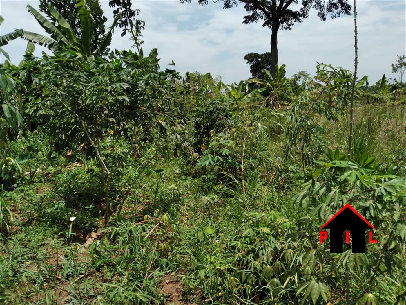 Agricultural Land for sale in Ziloobwe Luweero