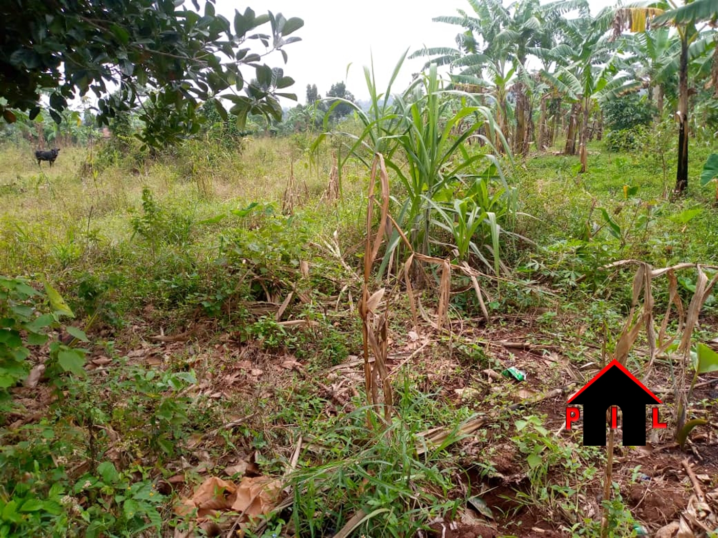 Agricultural Land for sale in Busunjju Mityana