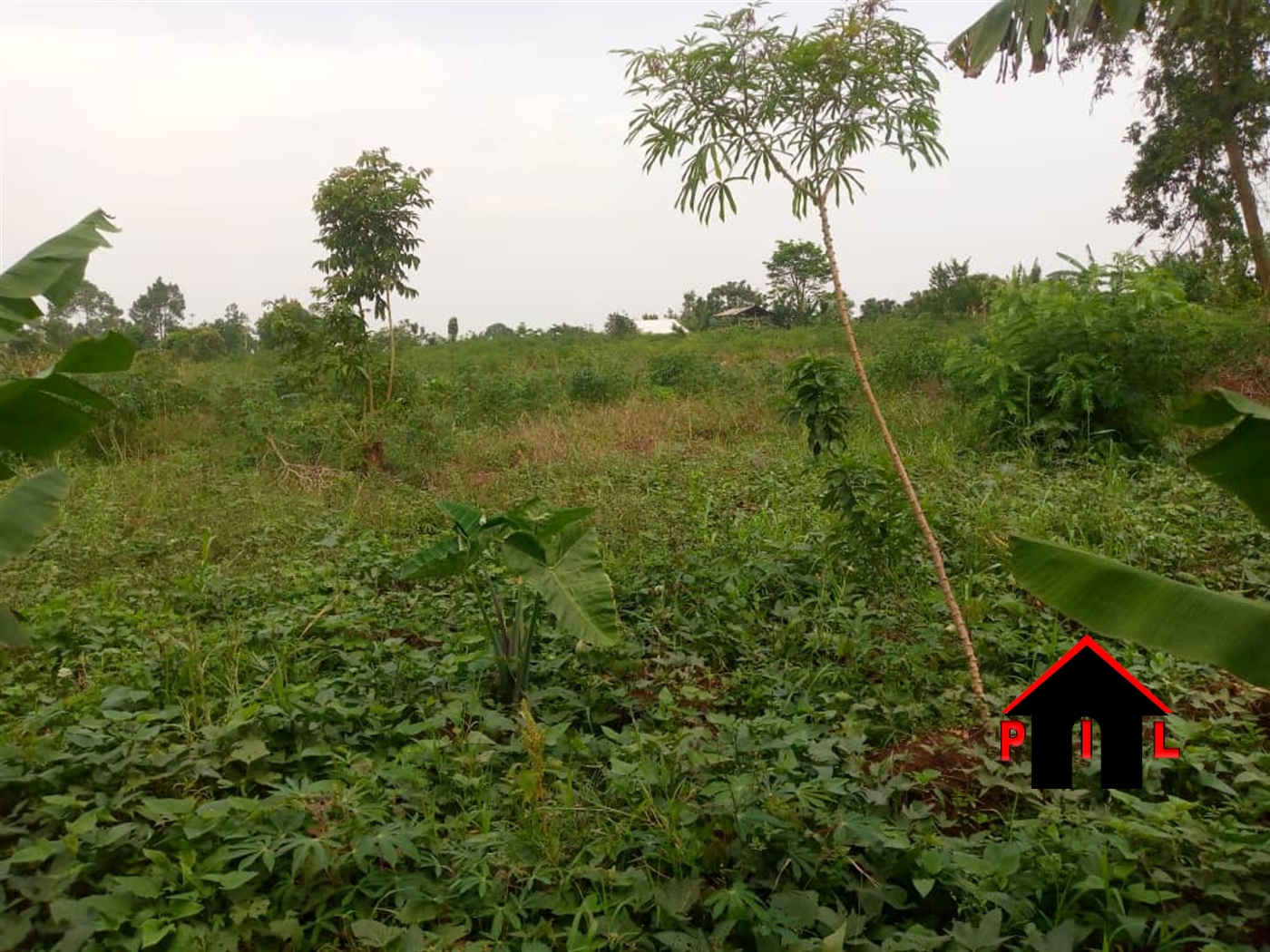 Agricultural Land for sale in Busunjju Mityana