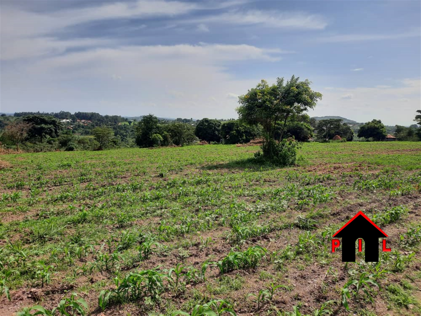 Agricultural Land for sale in Busunjju Mityana