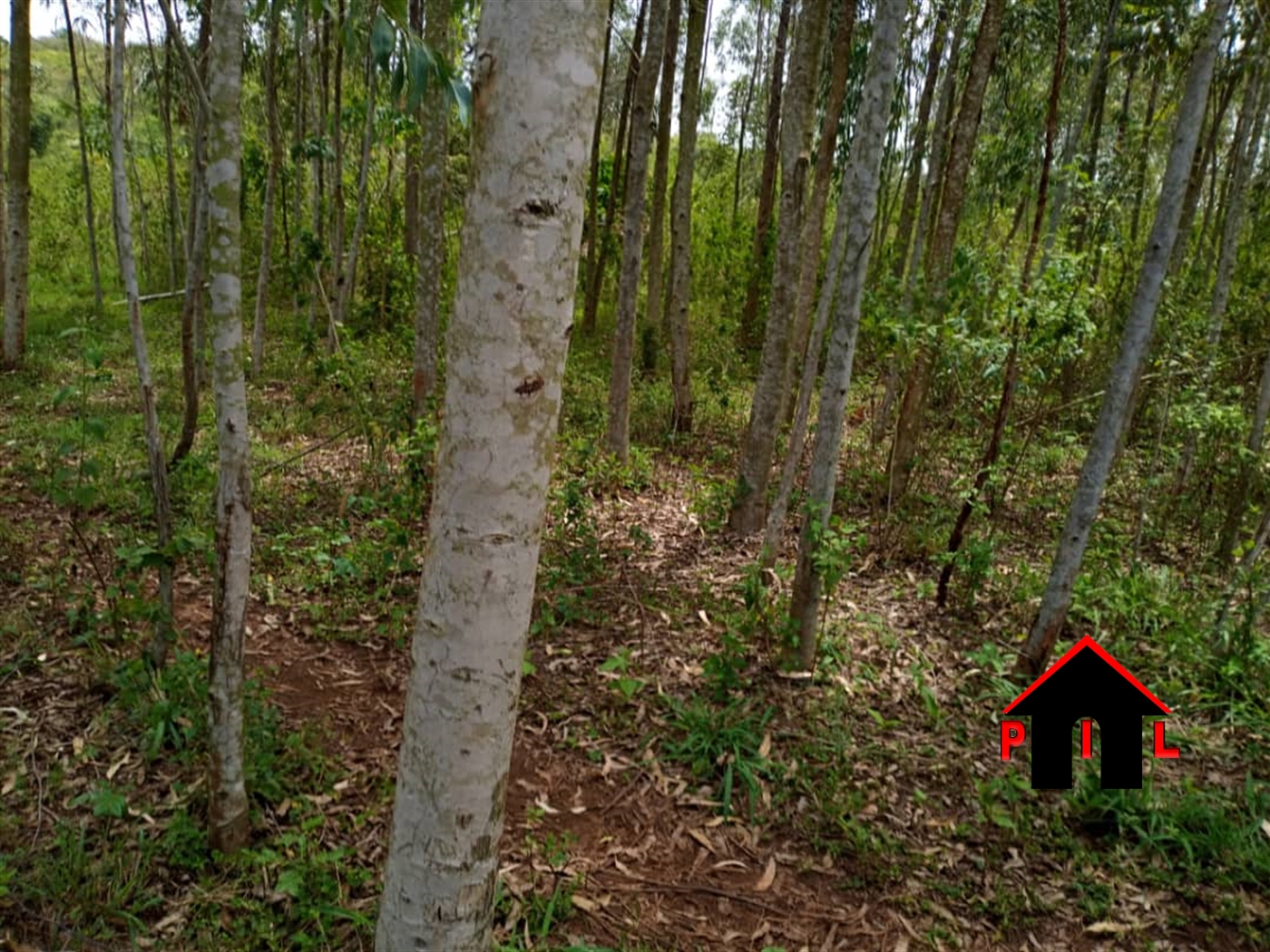 Agricultural Land for sale in Kiwanula Wakiso