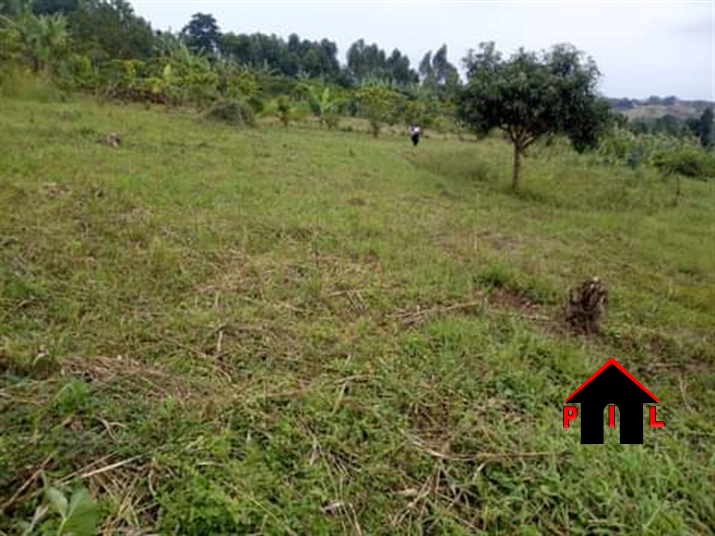 Agricultural Land for sale in Kassanda Mityana