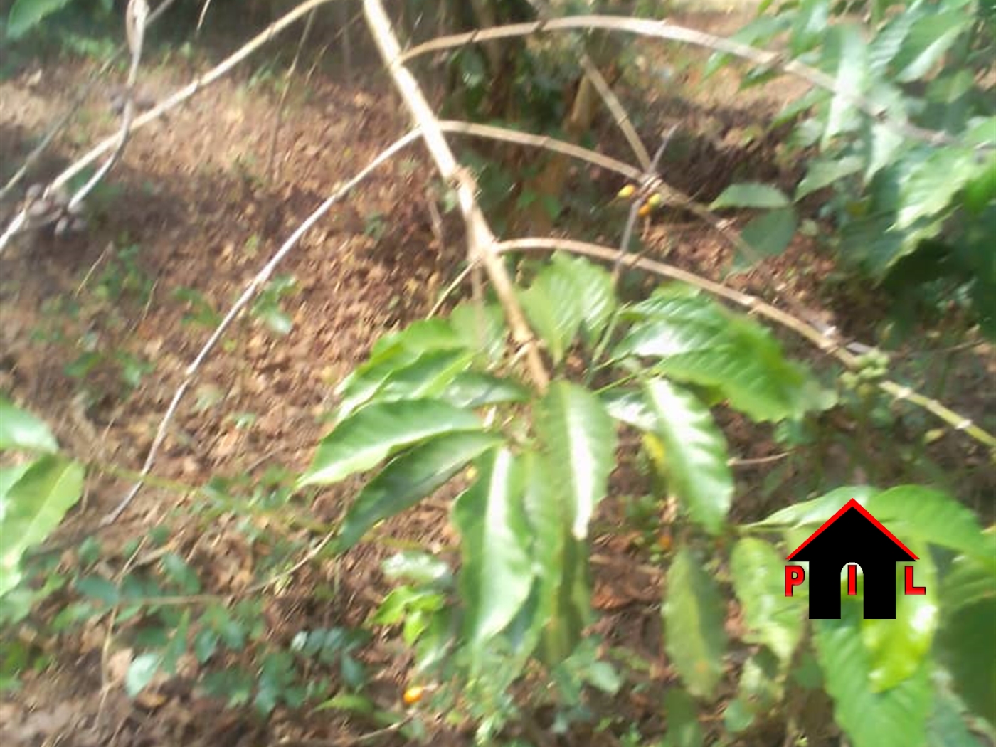 Agricultural Land for sale in Kayonza Luweero
