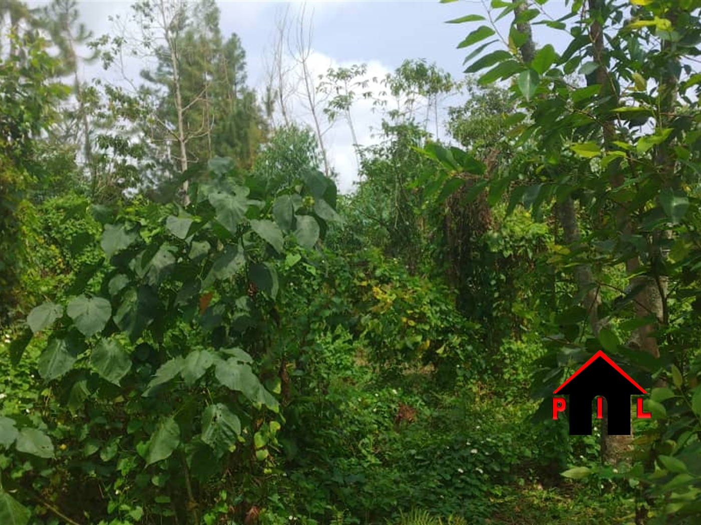 Agricultural Land for sale in Lugazi Wakiso