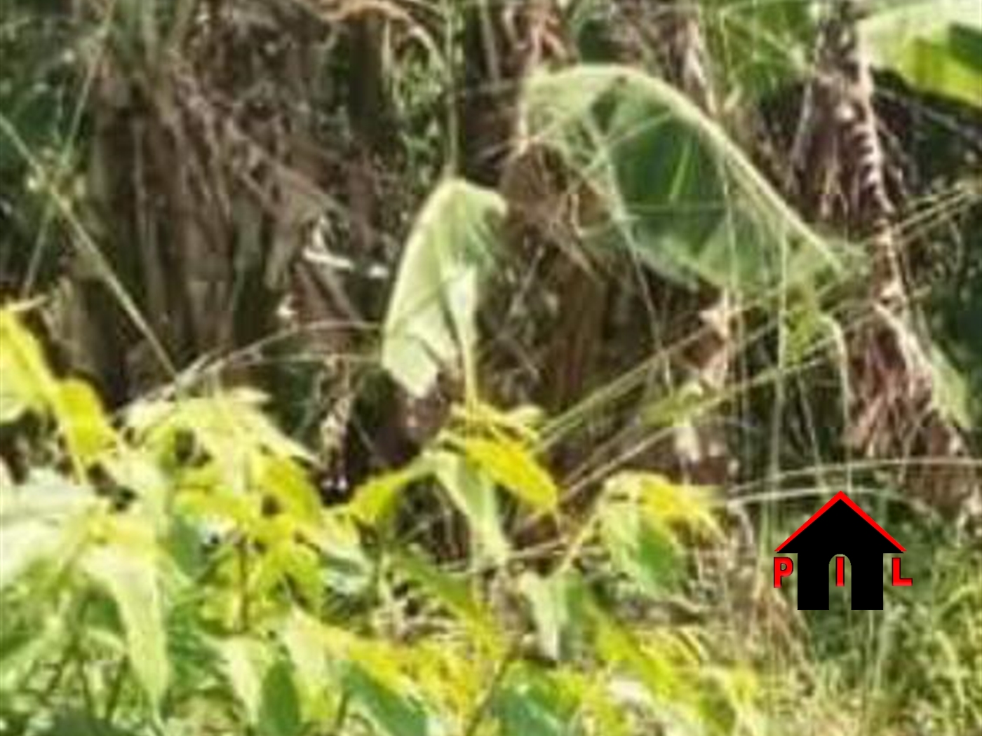 Agricultural Land for sale in Kakooge Wakiso