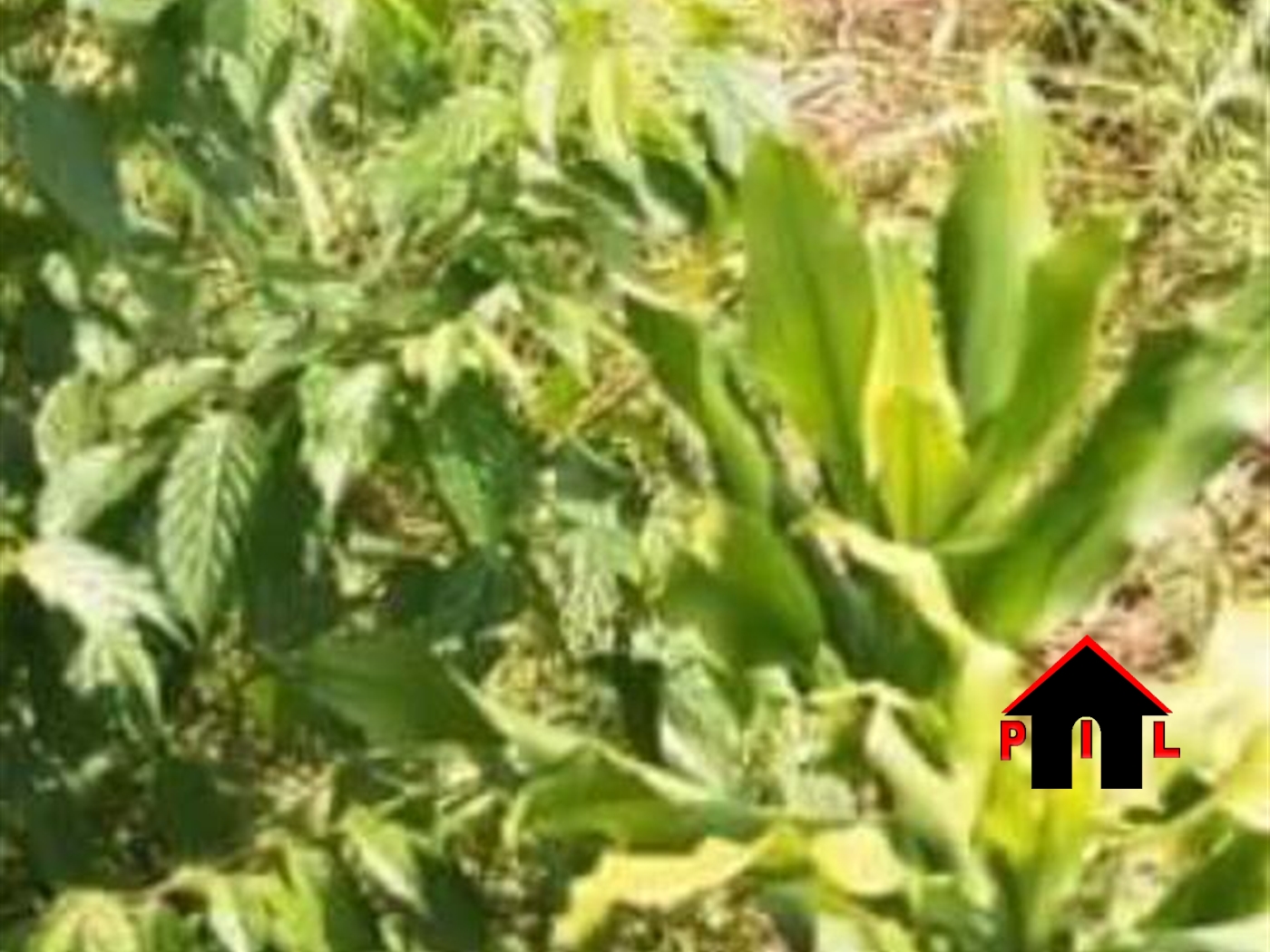 Agricultural Land for sale in Kakooge Wakiso