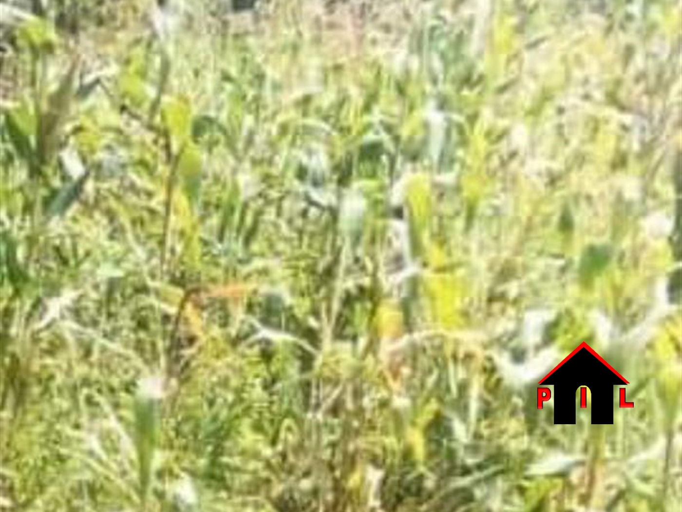 Agricultural Land for sale in Kakooge Wakiso