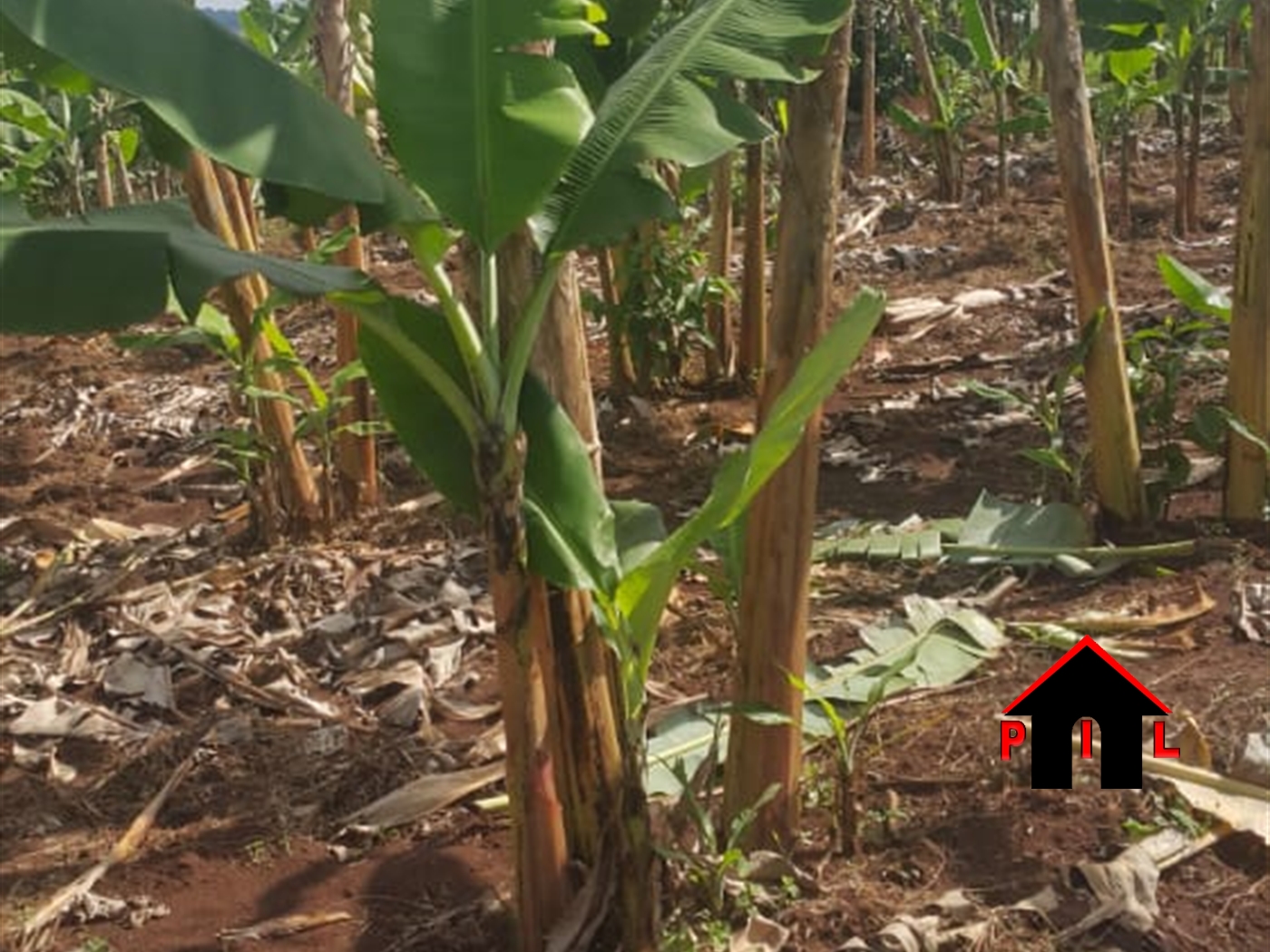 Agricultural Land for sale in Wabitungulu Luweero