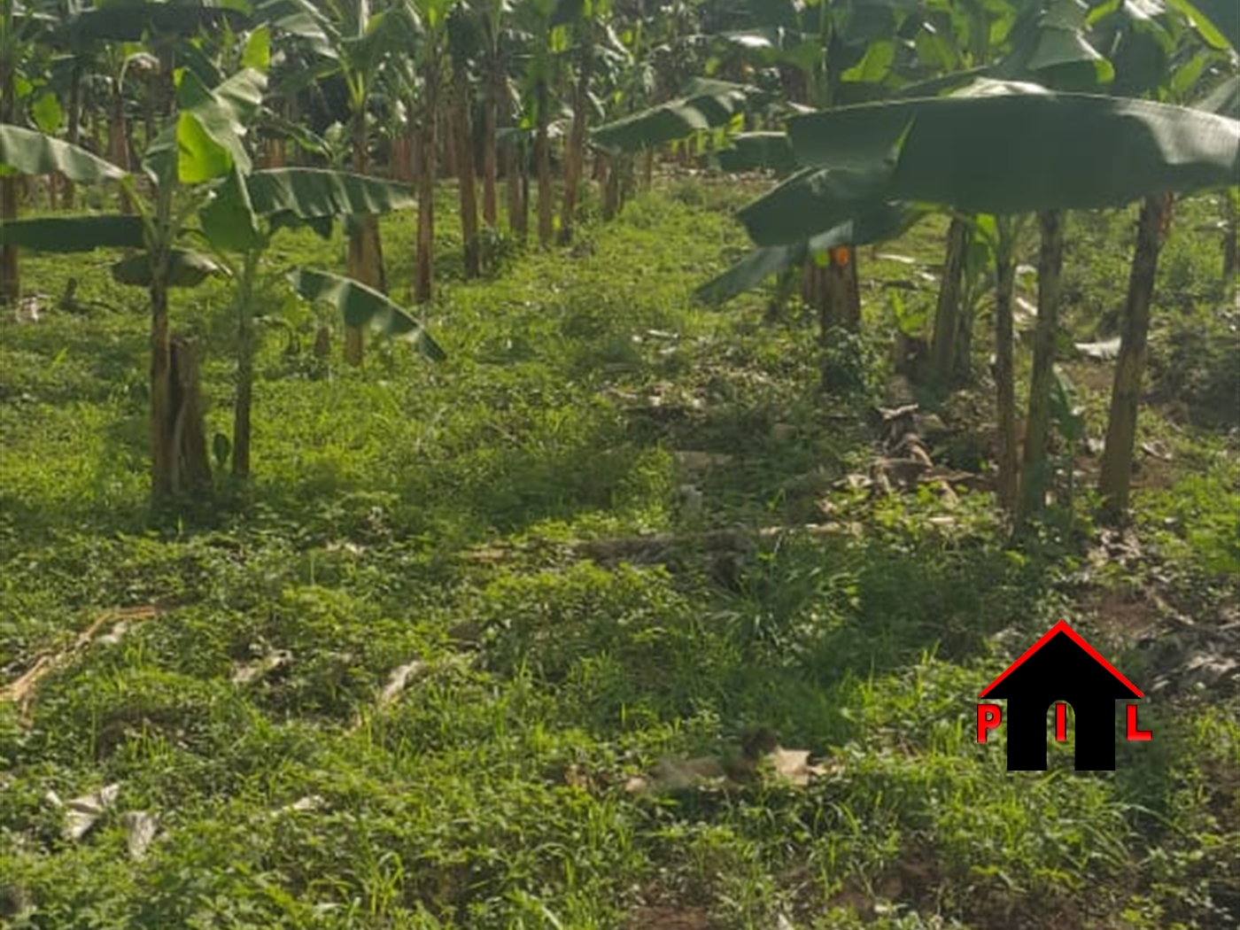 Agricultural Land for sale in Wabitungulu Luweero