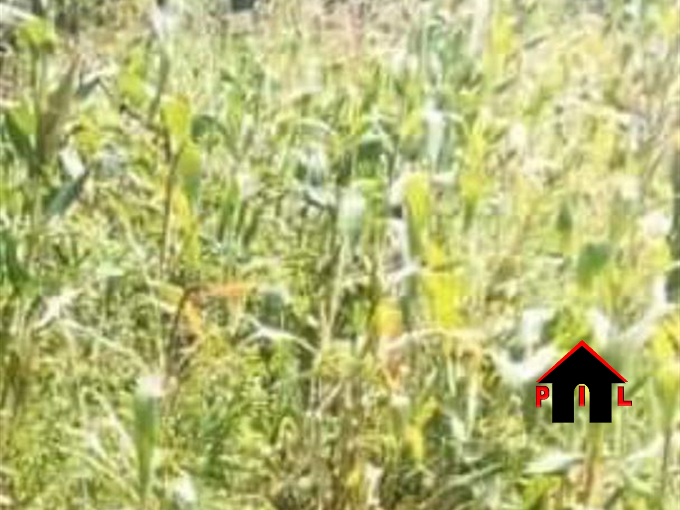 Agricultural Land for sale in Bukola Mityana