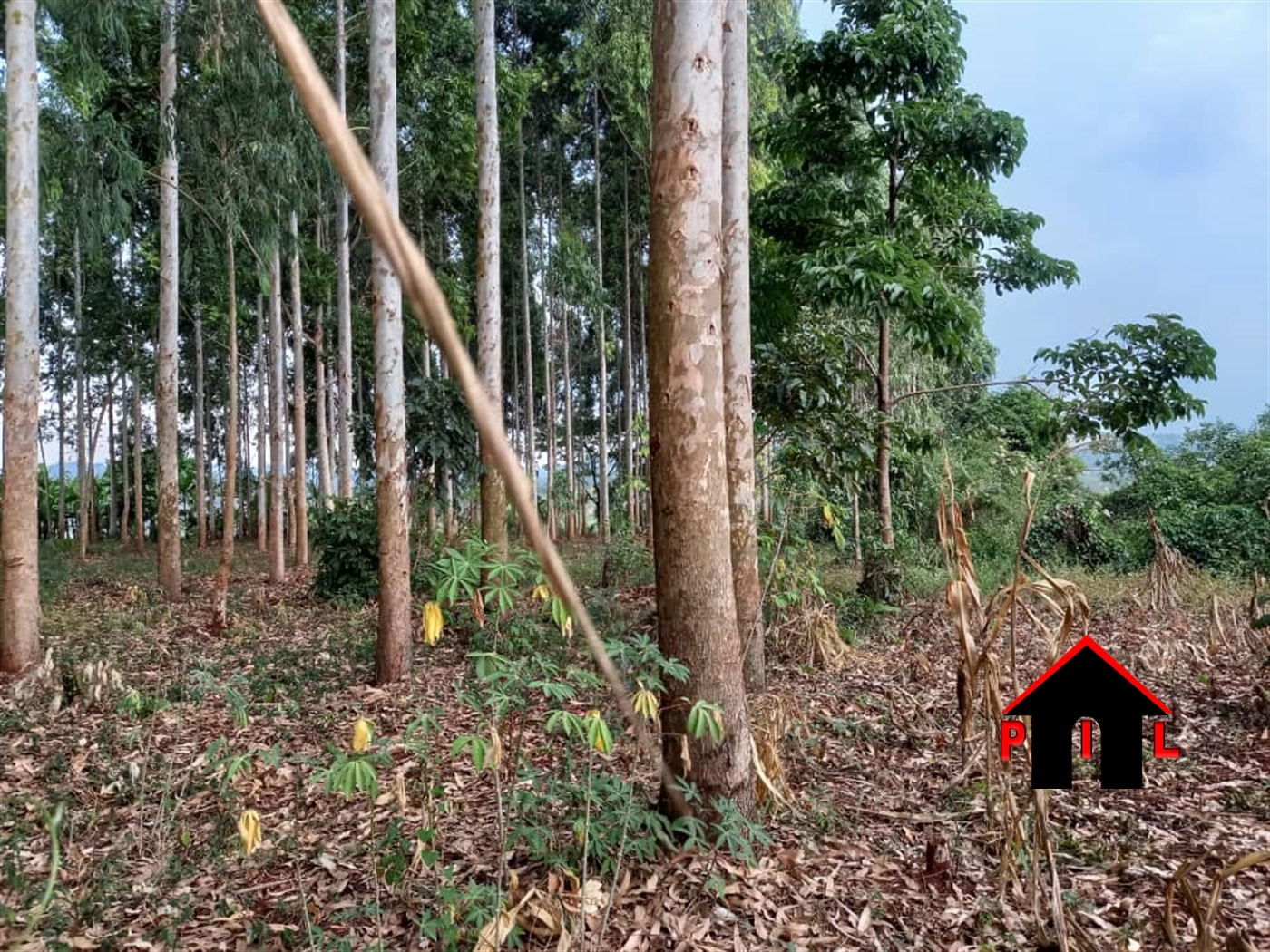 Agricultural Land for sale in Nalutundu Mityana