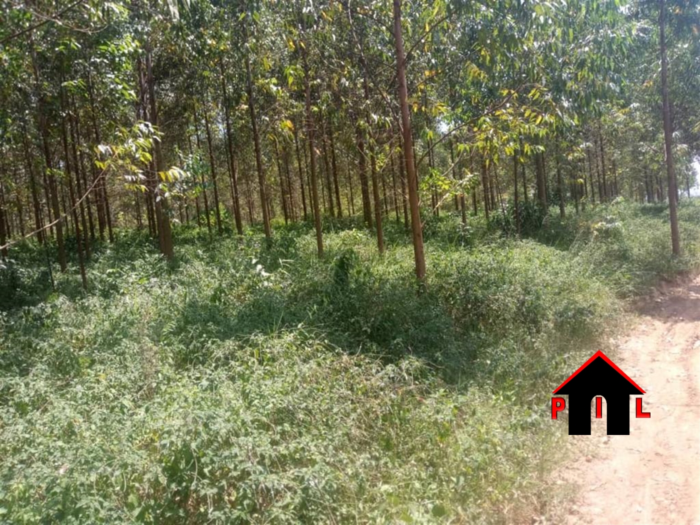 Agricultural Land for sale in Buseruka Hoima