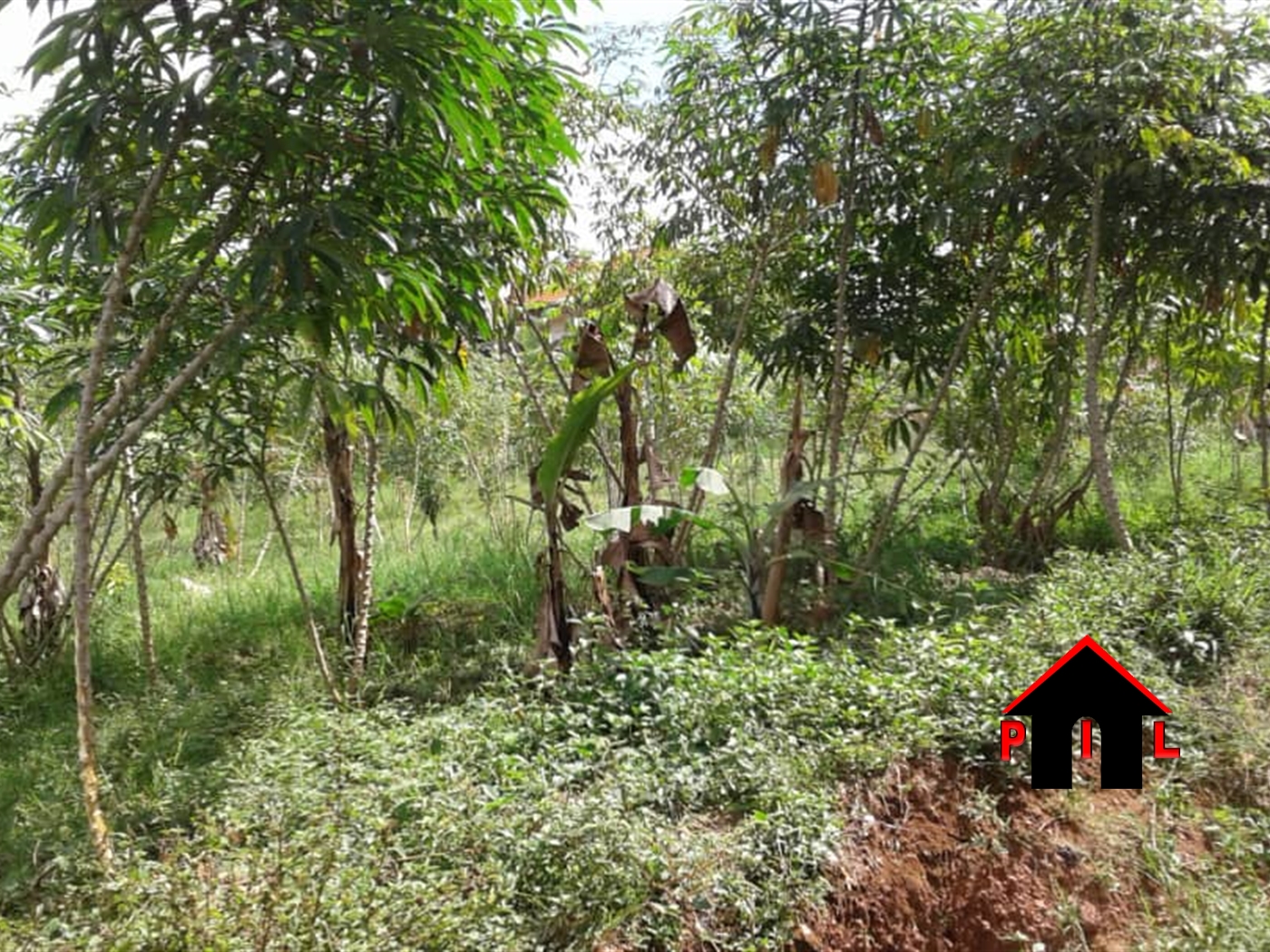 Agricultural Land for sale in Kabila Rakai