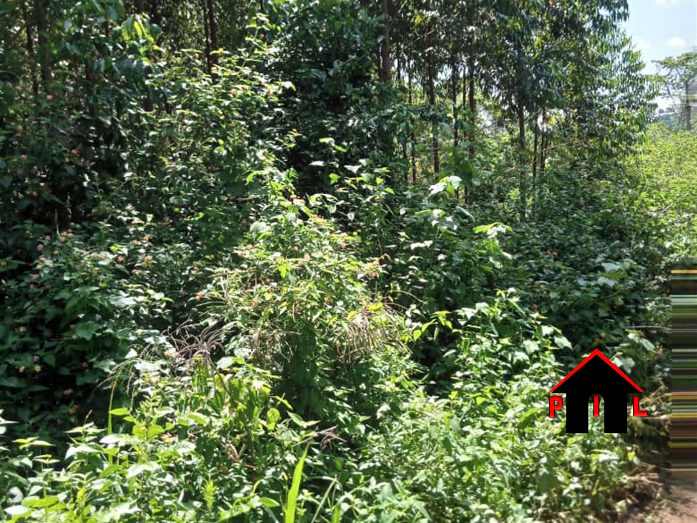 Agricultural Land for sale in Bbaale Kayunga