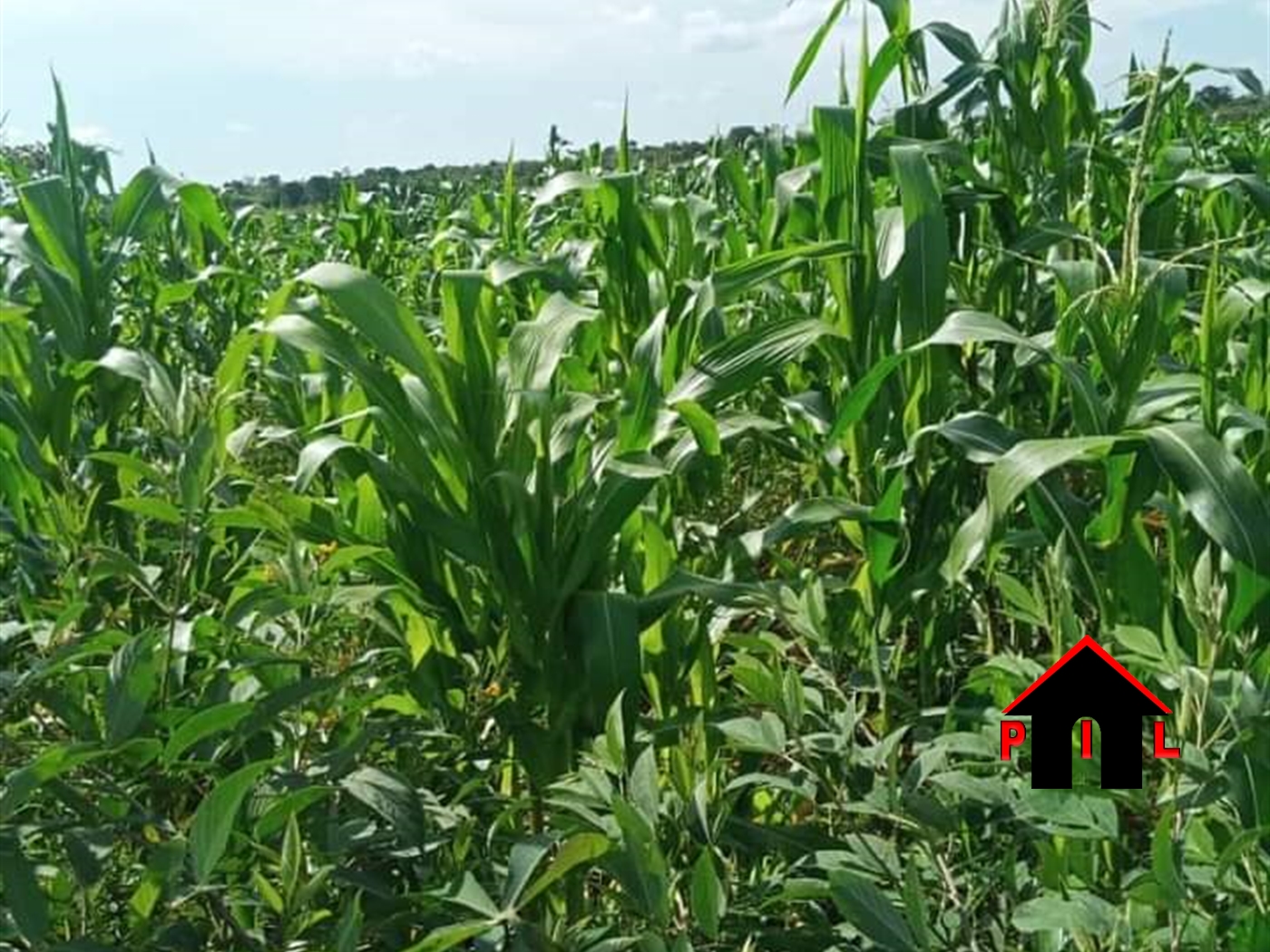 Agricultural Land for sale in Kakooge Nakasongola