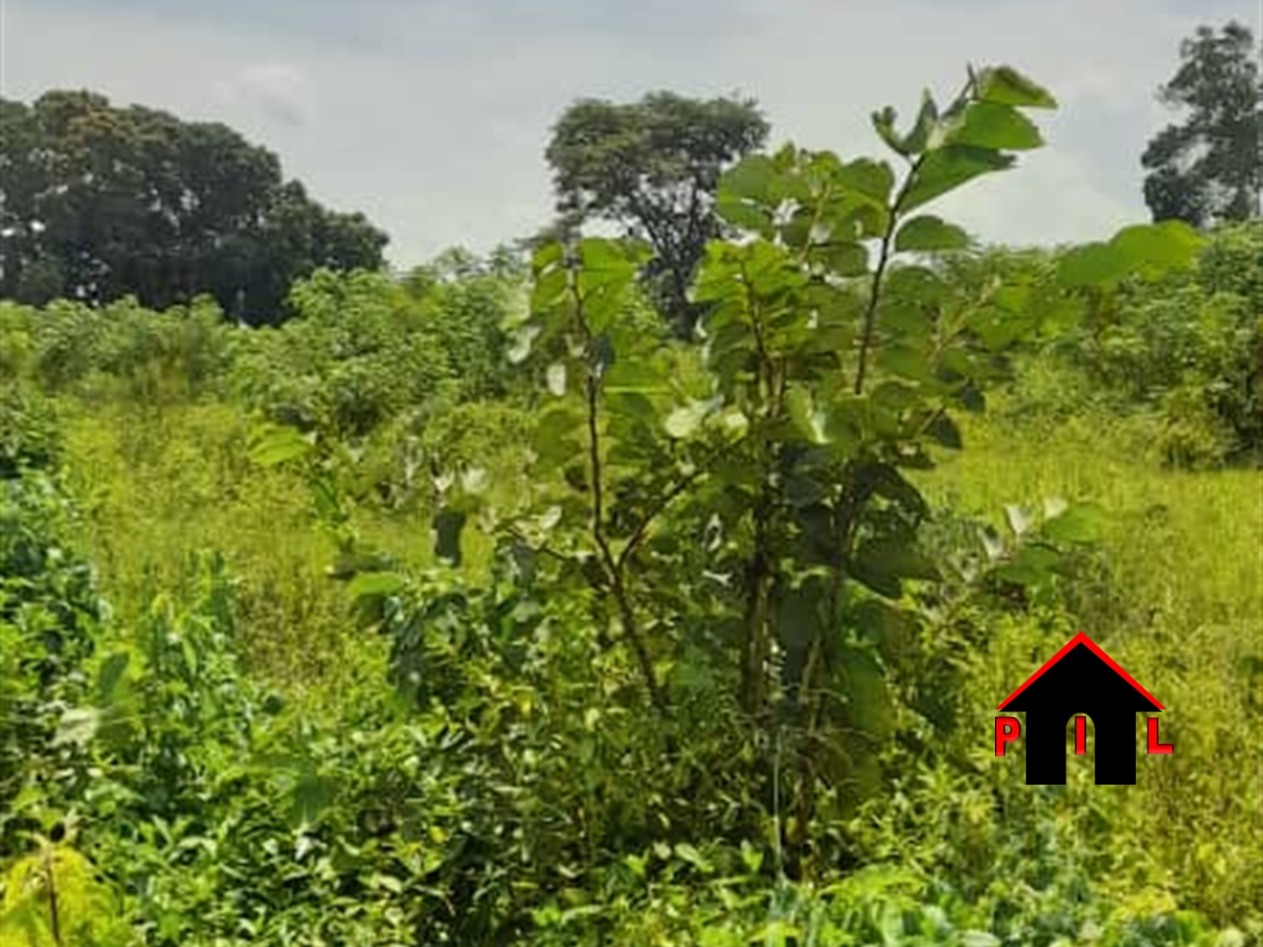 Agricultural Land for sale in Ngaaju Luweero