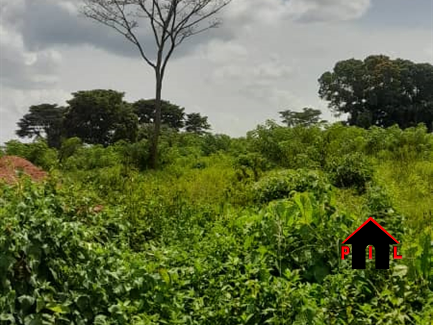 Agricultural Land for sale in Ngaaju Luweero