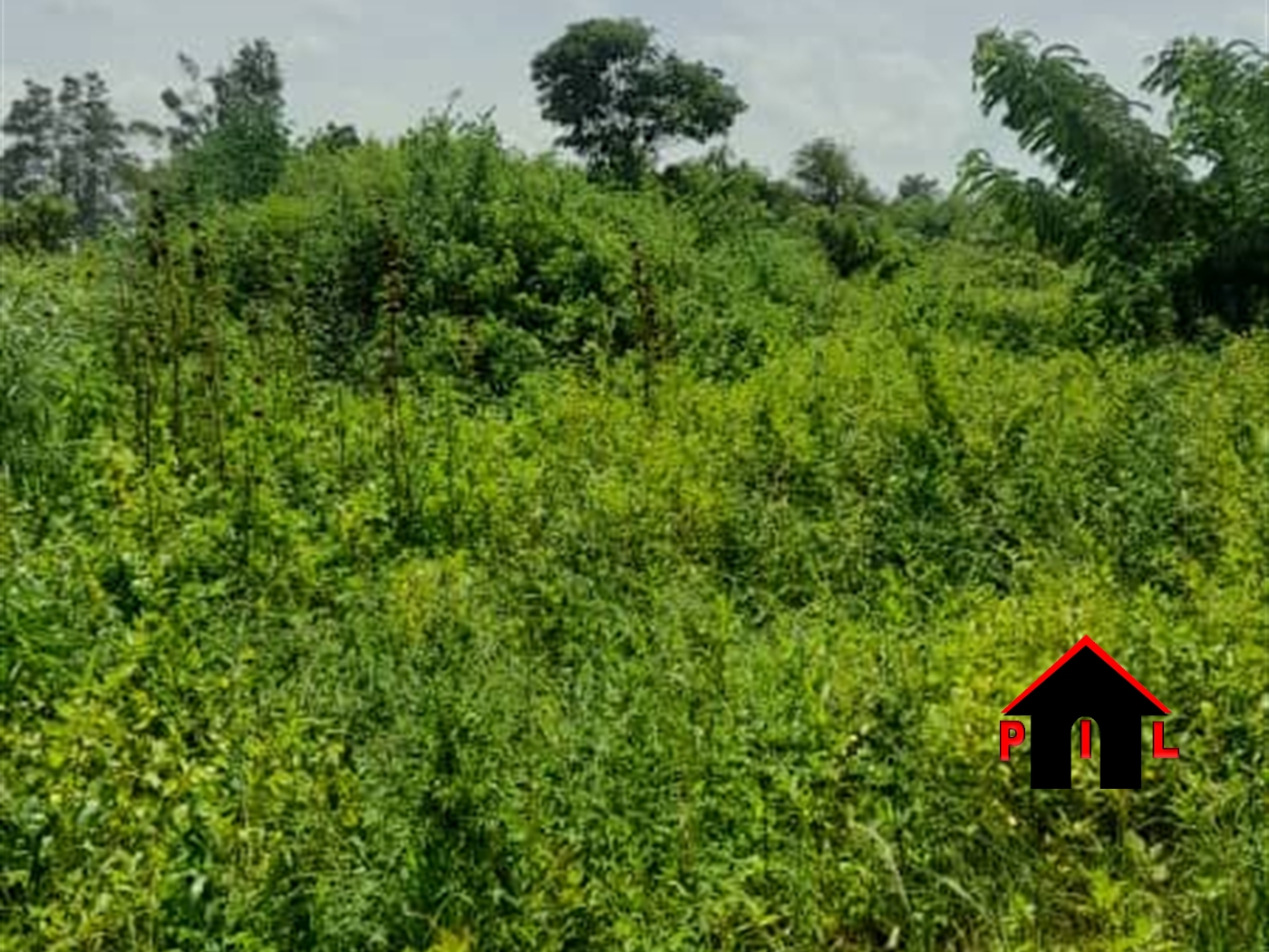 Agricultural Land for sale in Ngaaju Luweero