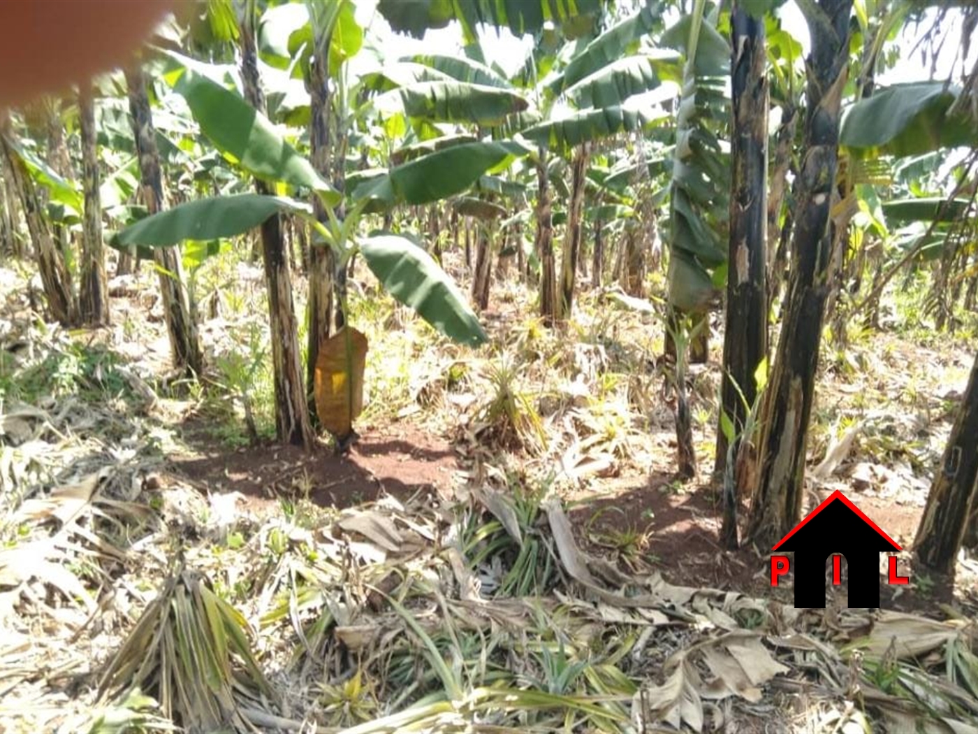 Agricultural Land for sale in Ndebba Kayunga