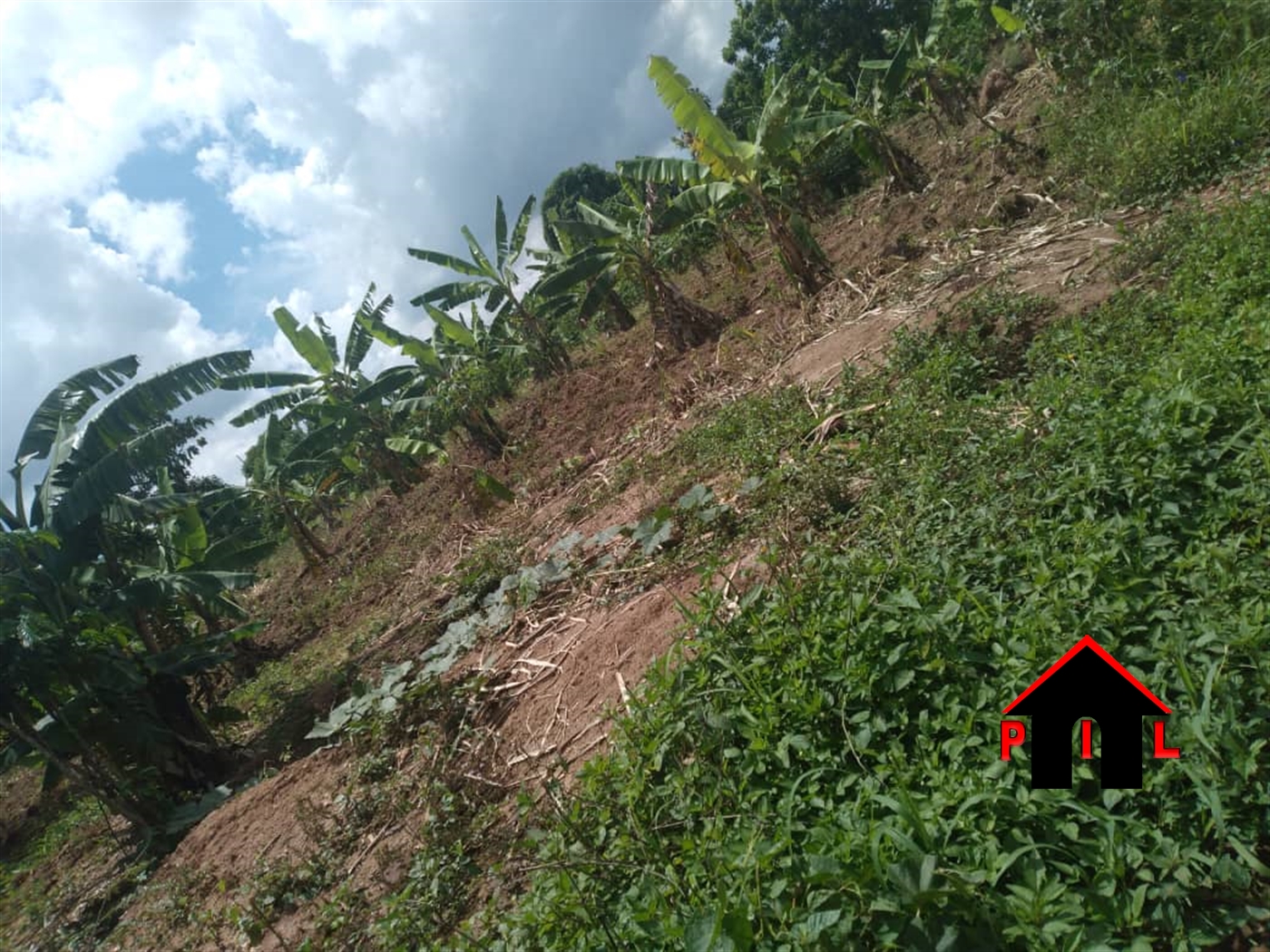 Agricultural Land for sale in Kakindo Hoima