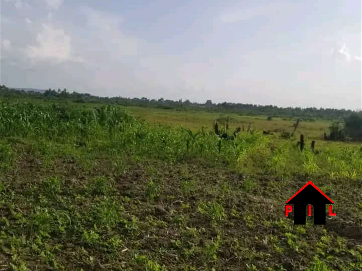 Agricultural Land for sale in Kakindo Hoima