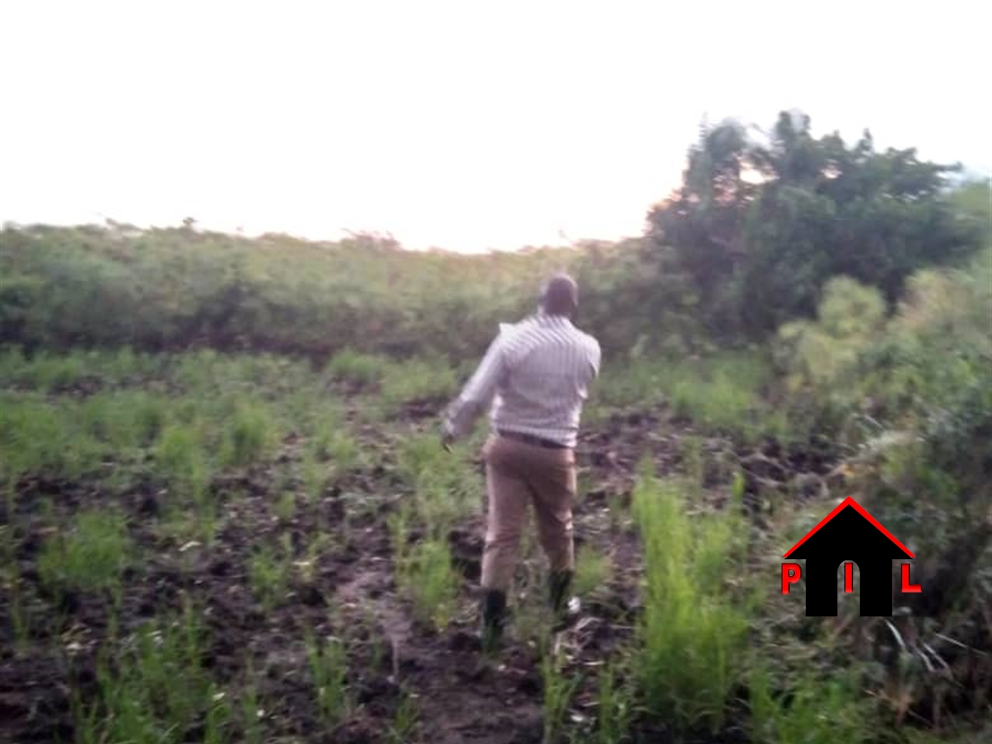 Agricultural Land for sale in Nazigo Kayunga