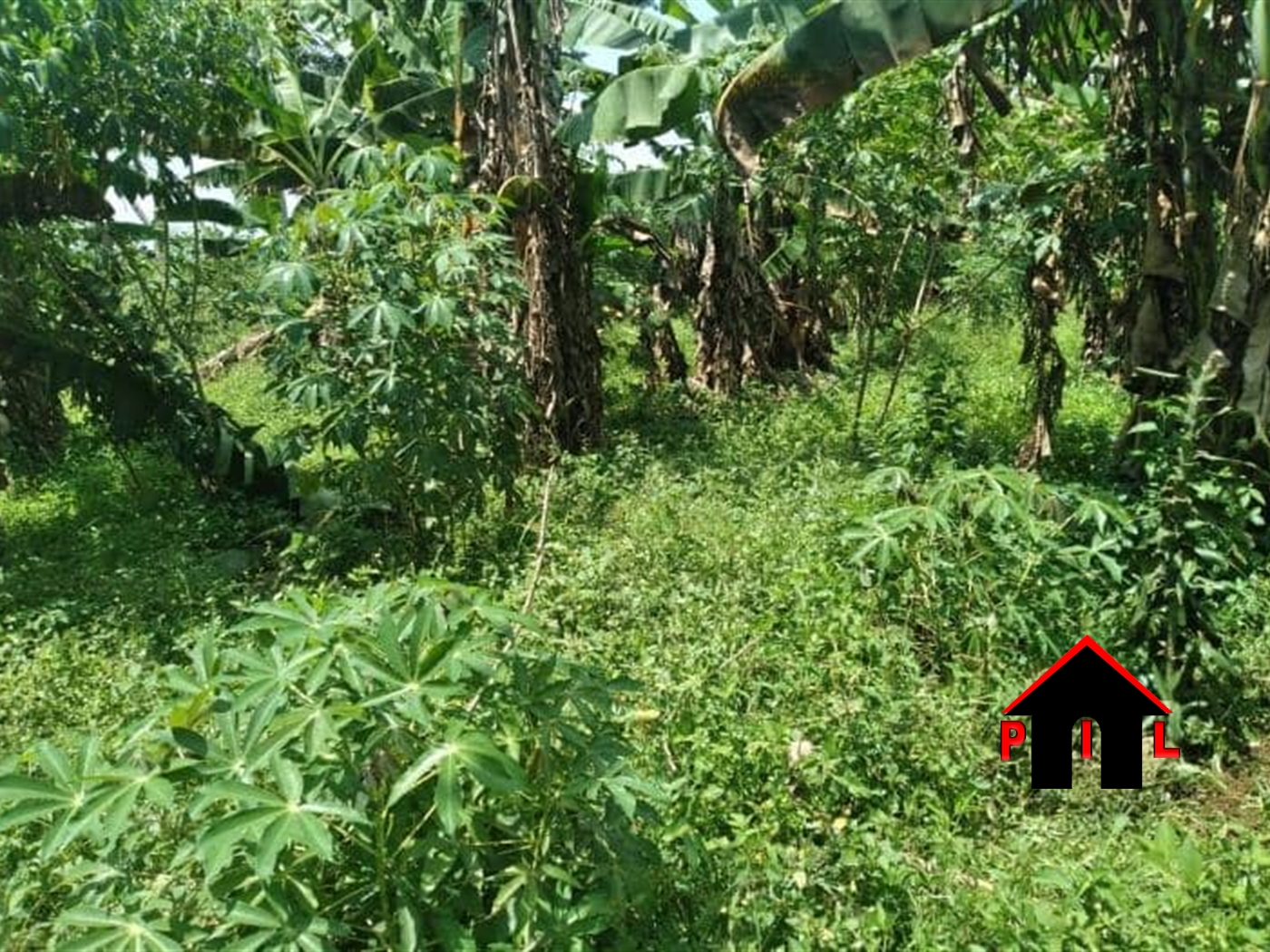 Agricultural Land for sale in Buzibwela Hoima