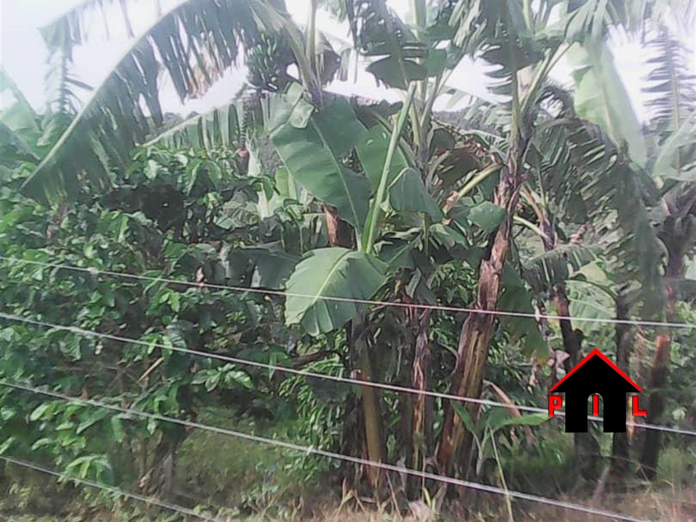 Agricultural Land for sale in Namutamba Mityana