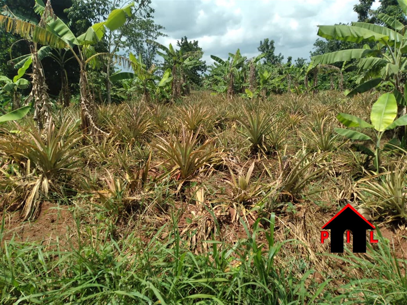 Agricultural Land for sale in Wabitungulu Luweero