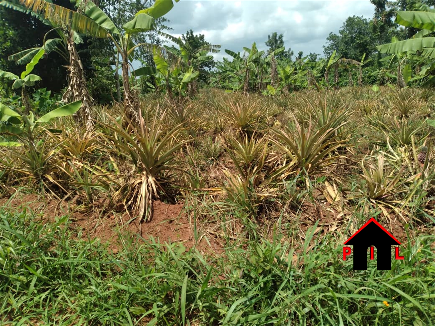 Agricultural Land for sale in Wabitungulu Luweero