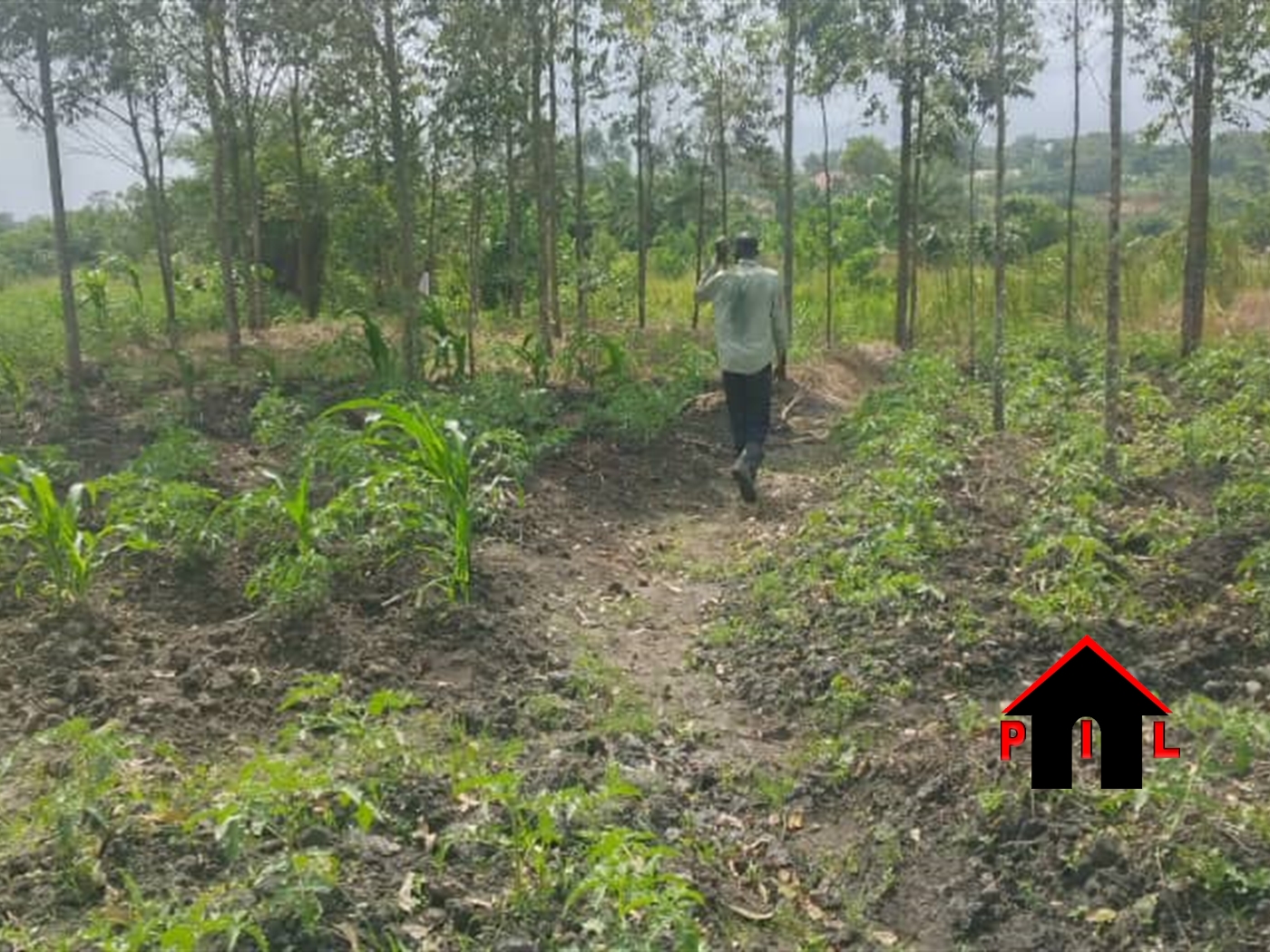 Agricultural Land for sale in Madudu Mubende