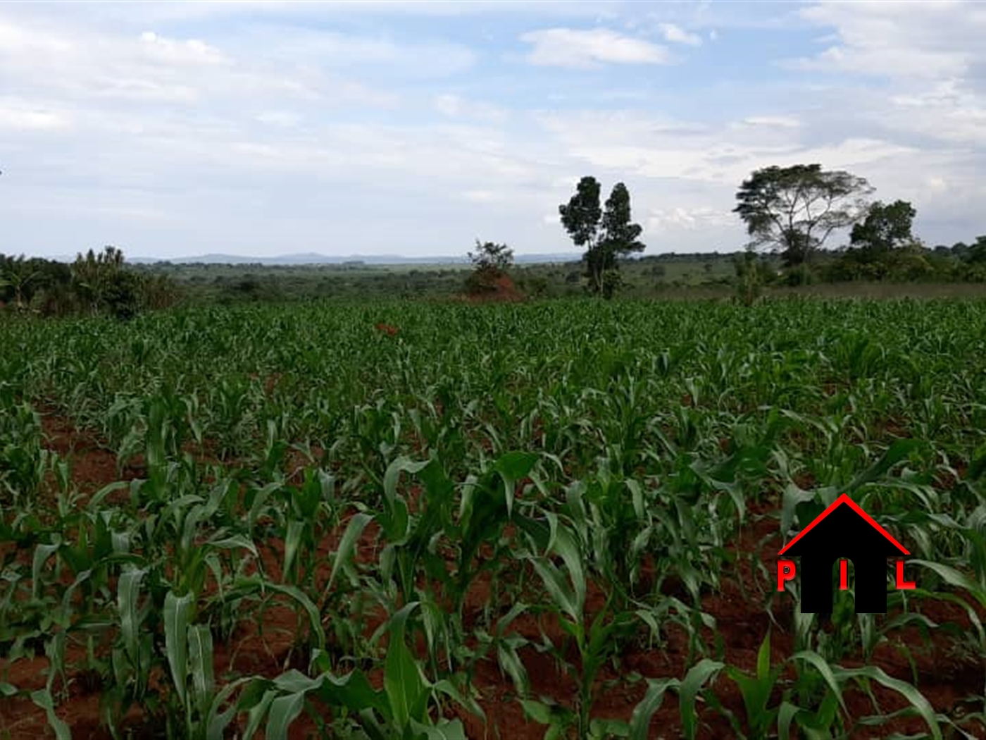 Agricultural Land for sale in Kyanamugera Mityana