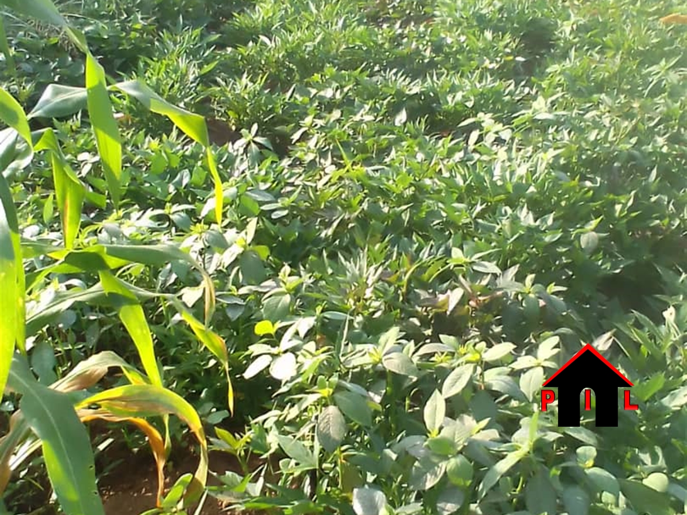 Agricultural Land for sale in Kabanyi Luweero
