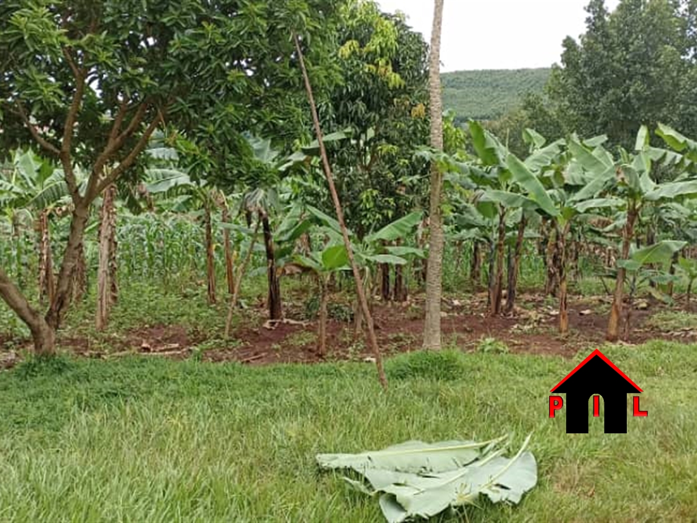 Agricultural Land for sale in Bembe Wakiso