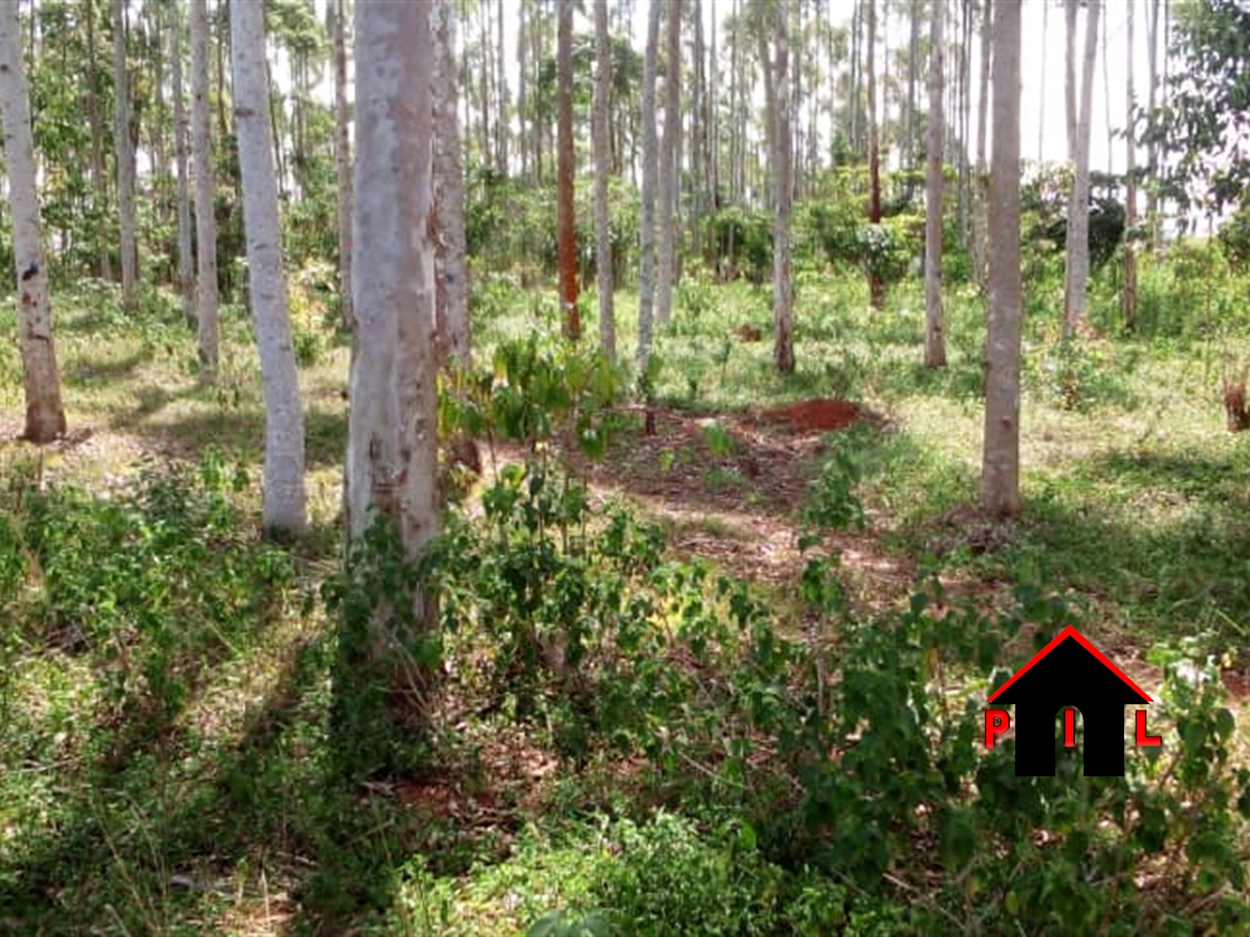 Agricultural Land for sale in Namukuma Luweero