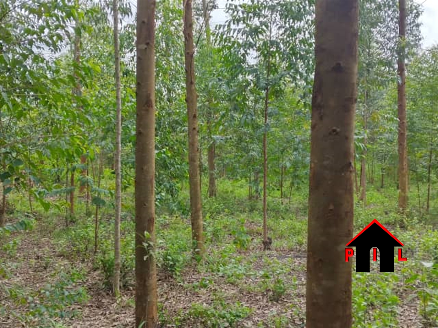 Agricultural Land for sale in Nnassuuna Kiboga