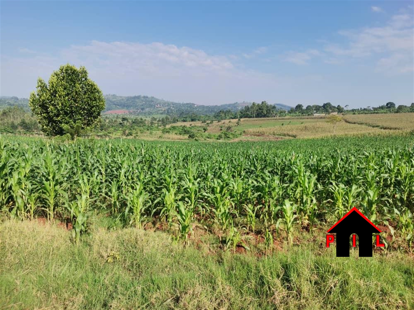 Agricultural Land for sale in Ziloobwe Luweero