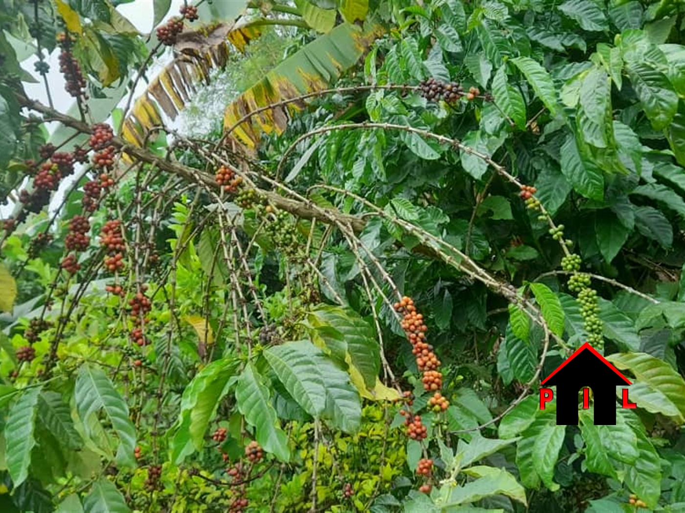 Agricultural Land for sale in Nkokonjeru Luweero