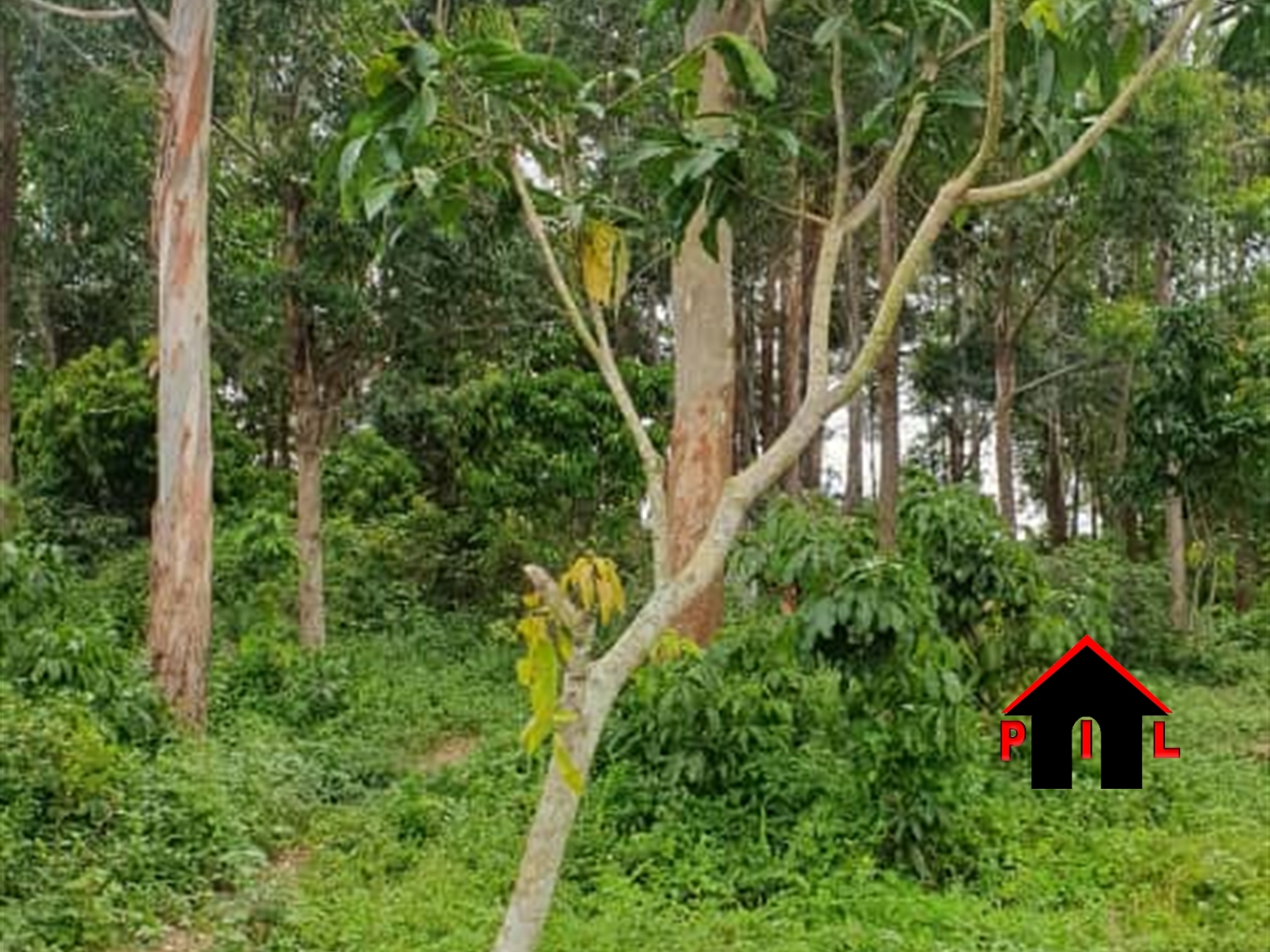 Agricultural Land for sale in Buwambo Mukono