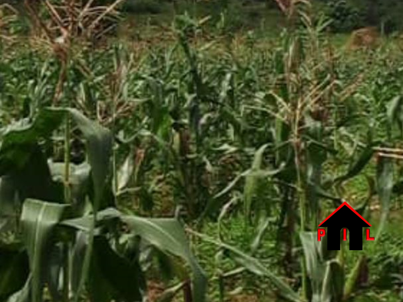 Agricultural Land for sale in Entebbe Wakiso