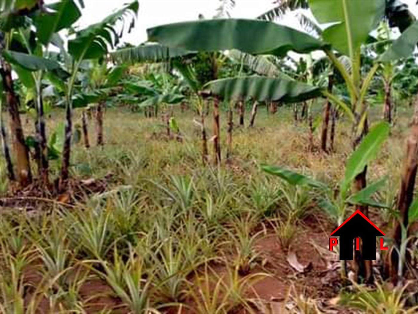 Agricultural Land for sale in Kasana Luweero