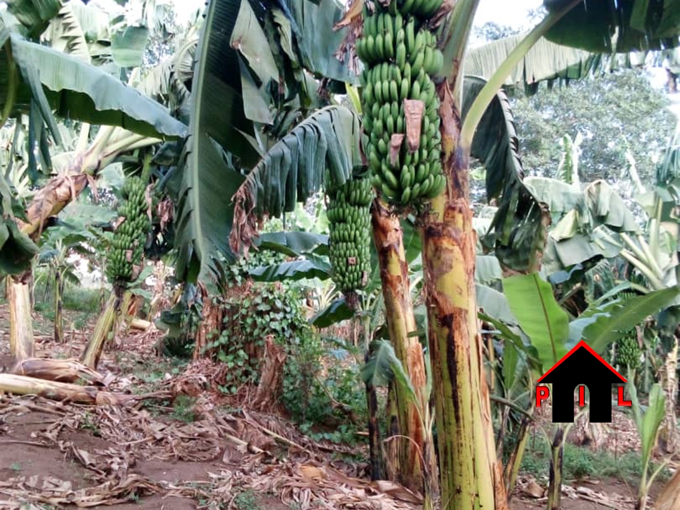 Agricultural Land for sale in Kalonga Mubende