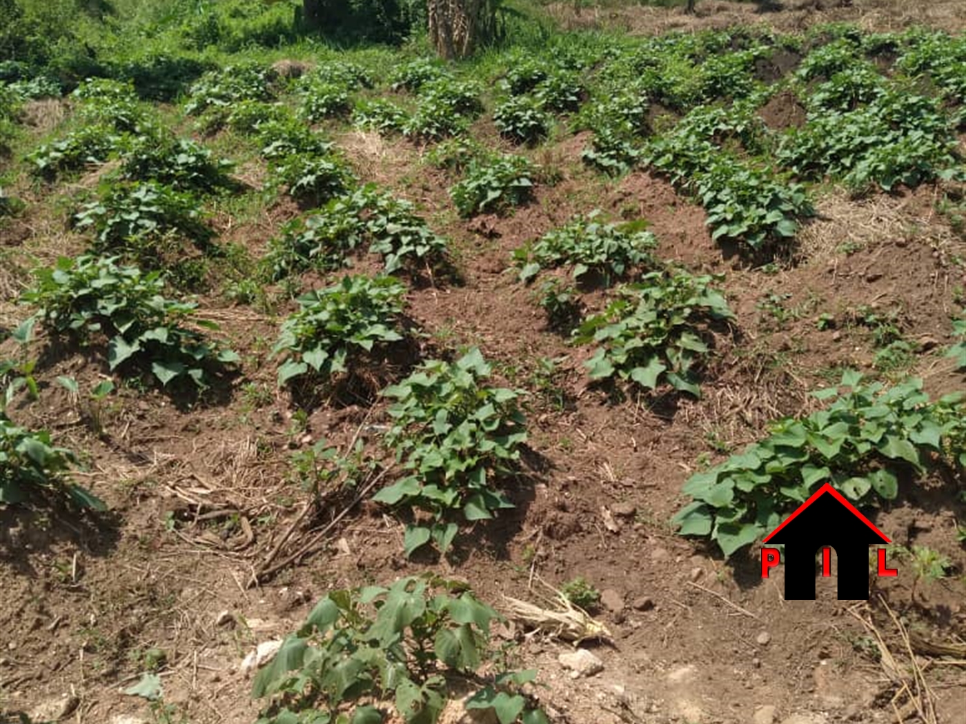 Agricultural Land for sale in Wakatayi Luweero