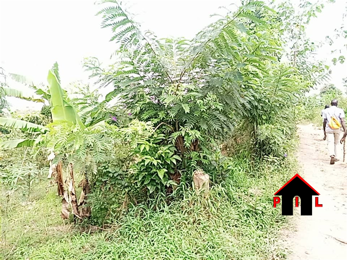 Agricultural Land for sale in Kimwanyi Nakaseke