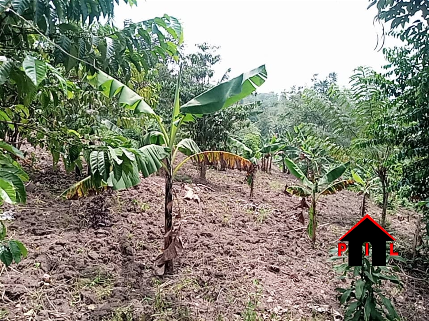 Agricultural Land for sale in Kimwanyi Nakaseke