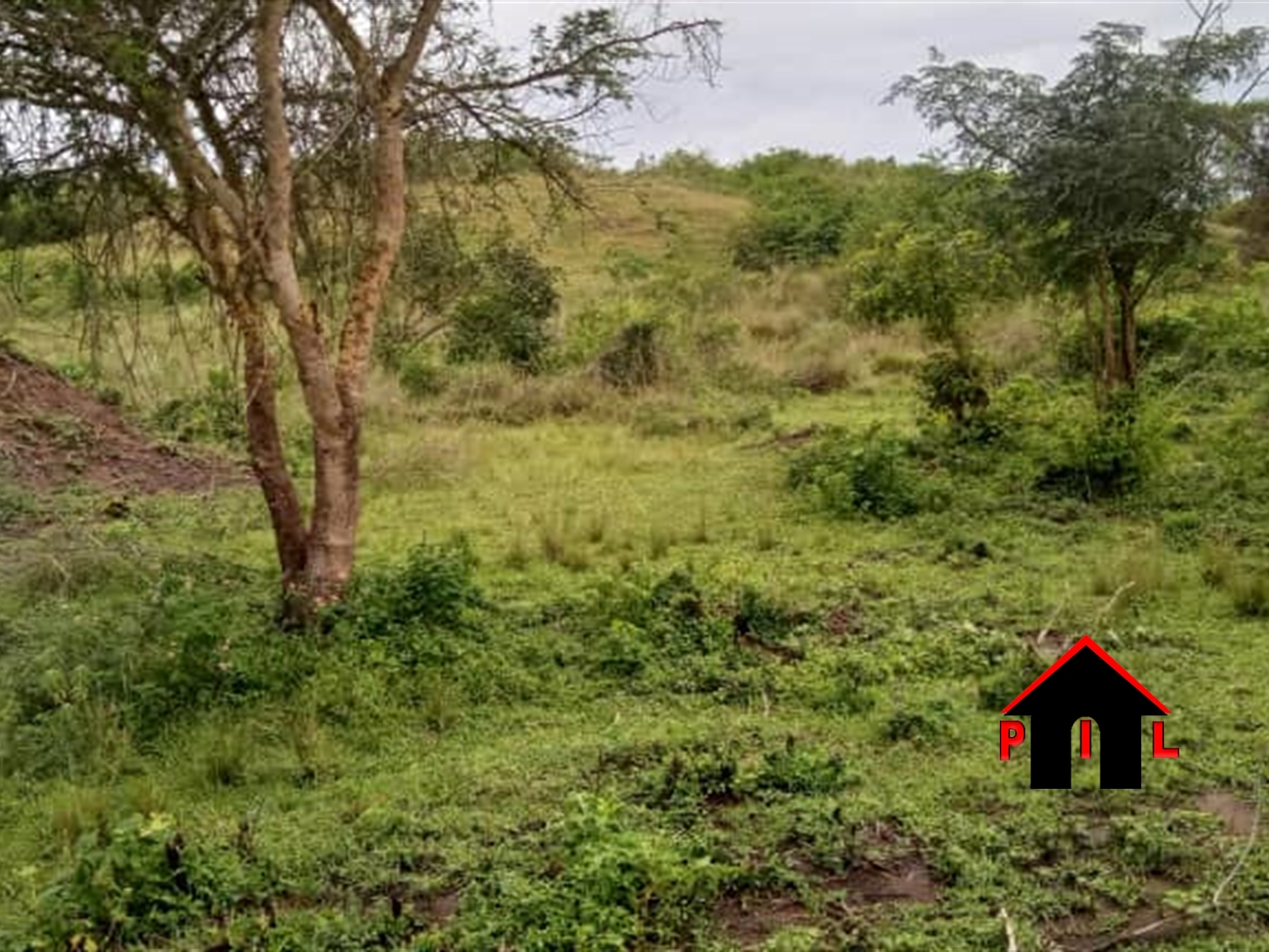 Agricultural Land for sale in Buwaaya Mayuge