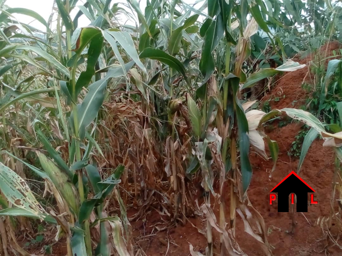 Agricultural Land for sale in Kabuule Mityana