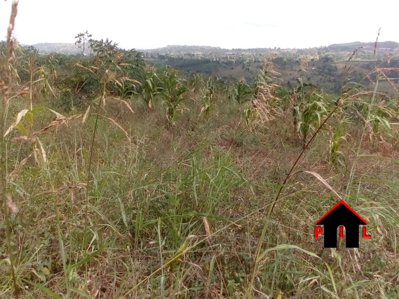 Agricultural Land for sale in Kabuule Mityana